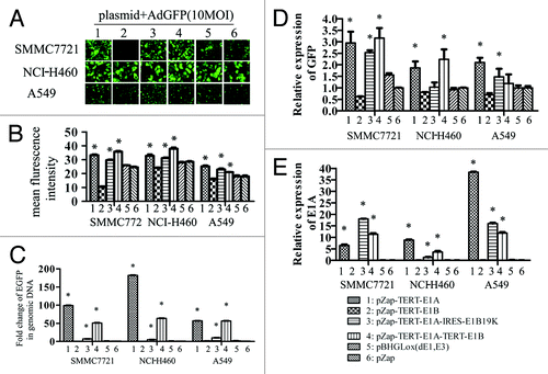 Figure 5. Differential effect of different element of E1 genes on AdGFP replication. SMMC7721, NCI-H460, and A549 cells grown on 6-well plates were transfected with 2 µg of plasmid DNAs using lipofectamine 2000, empty vector pZap was used as control. Twenty-four hours after transfection, cells were infected with 10 MOI of AdGFP. Four hours later AdGFP were removed and cells were washed 3 times using PBS and cultured with normal medium. The representative pictures of GFP expression were taken by epi-fluorescence microscopy 24 h later after infection (A). A summary of FACS analysis for GFP expression in cells mentioned above (B). GFP DNA detected by quantitative PCR (C). GFP mRNA detected by quantitative RT-PCR (D). E1a mRNA detected by quantitative RT-PCR (E).