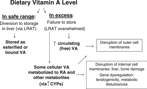 Figure 2 General etiologies leading to adverse effects from excess dietary vitamin A.