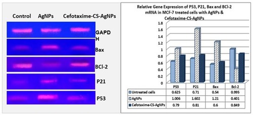 Figure 5 Photograph and Histogram showing the effect of AgNPs and Cefotaxime-Cs-AgNPs treatment on the relative transcript level of P53, P21, Bax and BCl-2 genes in MCF-7 Cells after 48 hrs. Results were obtained from three independent experiments and expressed as Mean ± SEM.