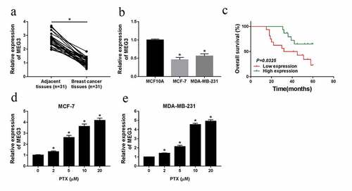 Figure 1. PTX treatment could rescue the downregulation of MEG3 in MCF-7 and MDA-MB-231 cells. (a and b) The level of MEG3 in breast cancer tissues and cell lines. (c) The overall survival rate in breast cancer patients with high MEG3 expression compared to patients with low MEG3 expression was evaluated using Kaplan-Meier overall survival curve. (d and e) QRT-PCR analysis for the effect of PTX on MEG3 level in MCF-7 and MDA-MB-231 cells. *P < 0.05