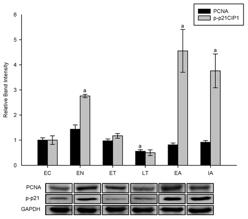 Figure 10. PCNA and p-p21 protein expression in liver of I. tridecemlineatus over six stages of the torpor-arousal cycle. Sample western blots show total PCNA protein and the relative phosphorylation state of p-p21CIP1 (Ser-146) as well as the housekeeping protein, GAPDH. Data are means ± SEM, n = 4–5 independent trials on tissues from different animals. a - values were significantly different from corresponding EC values, p < 0.05.