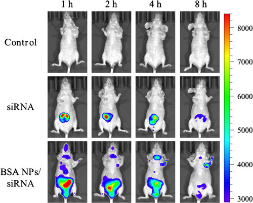 Figure 9 Fluorescent images of tumor-bearing nude mice injected with normal saline, Cy5-siRNA and BSA NPs/Cy5-siRNA at 1 h, 2 h, 4 h and 8 h.