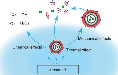 Figure 3 Ultrasound induces thermal, mechanical and chemical effects.