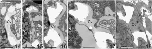 Figs. 14–18. Typical ultrastructural sequence of coccolith formation in C. pelagicus. Figs 14, 15. Newly forming coccoliths with rim of calcite deposit. The coccolith vesicle (Cv) is closely associated with the nucleus (N). Reticular (Rb) and Golgi bodies (Gg) are located in the distal pocket of the coccolith vesicle. Fig. 16. A mature coccolith within a vesicle that remains closely associated with the nucleus. Fig. 17. A mature coccolith vesicle disassociating from the nucleus prior to release. Again, the Golgi body and reticular mass are clearly located in the distal pocket formed by the coccolith vesicle. Fig. 18. A mature coccolith at the surface of the cell shortly after vesicle fusion. Note the proximal coccolith vesicle (Cv). membrane is intact and the distal coccolith vesicle membrane is no longer present. The coccolith has not emerged through the layer of scales (Sc) below the external layer of coccoliths (Lt) in this section. Scale bars: 2 µm.