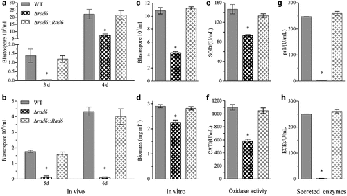 Figure 4. Cellular events related to virulence. (a,b) In vivo hyphal body concentration of two infection modes; (c,d) In vitro blastospore production and biomass; (e,f) Activities of SOD and CAT enzymes; (g,h) Activities of Pr1 proteases and extracellular (cuticle-degrading) enzymes (ECEs). Asterisked bars in each group significantly differ from unmarked bars (Tukey’s HSD, p < 0.05). Error bar: SD from three replicates.