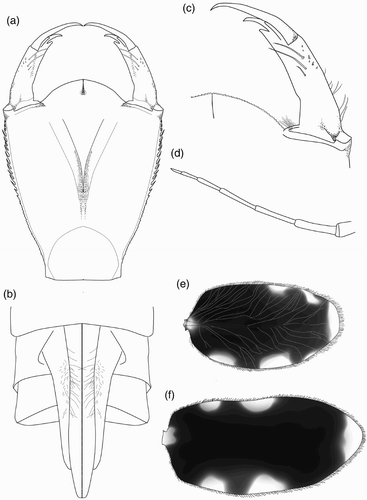 Figure 3. Larval structure of Philosina alba: (a) labium, dorsal view; (b) ventral view of female abdomen showing gonapophyses; (c) right lateral palp of labium, dorsal view; (d) antenna (setae not shown); (e) pattern on median lamella, lateral view; (f) pattern on lateral lamella, lateral view.