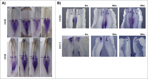 Figure 9. Cyclic HoxB2 expression in the rostral PSM. (A) In situ hybridization of the same-staged embryos reveals dynamic stripes of HoxB2 expression in the rostral PSM (arrows and arrowheads). (B) Explant culture experiments evidencing cyclic expression of HoxB2 stripes (arrowheads) with a 90 min periodicity. The left explants were immediately fixed and the right explants were cultured for the amount of time indicated above the figure. Both explants were processed for in situ hybridization simultaneously.