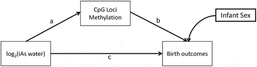 Figure 2. Conceptual Structural Equation Model (SEM) for the direct and indirect effect of exposure (maternal drinking water arsenic ≤ 16 weeks of gestation) and infant birth outcomes, birth gestational age, and birth weight in the discovery phase.