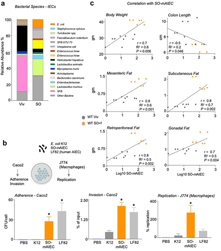 Figure 5. A diet high in LA increases the abundance of SO-mAIEC in WT mouse intestines.