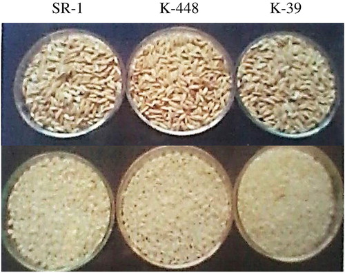 Figure 1. Paddy and rice kernels of SR-1, K-448, K-39