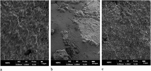 Figure 2. Scanning electron micrographs of probiotic-loaded Microbeads; (a) SA (Sodium alginate), (b) AX (Arabinoxylan), (c) AX-SA (Arabinoxylan-Sodium alginate).