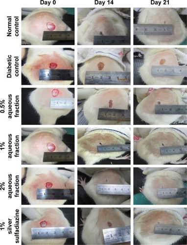 Figure 4 Digital photographs of excision wounds induced on normal control animals without treatment on day 0, 3, 7, 14, and 21 postwounding.