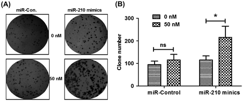 Fig. 4. microRNA-210 mimics stimulated the colony formation of MG-63 cells in vitro.Notes: Colony formation by MG-63 cells was determined after cells’ transfection with 0 or 50 nM of microRNA-210 mimics or miR-control. The morphologic characteristics were shown of clones formated by MG-63 cells (A); the number of clones formed by MG-63 cells (B) was calculated as comparison. The experiments were performed respectively in triplicate. Statistical significance was shown as ns: no significance, *p < 0.05.