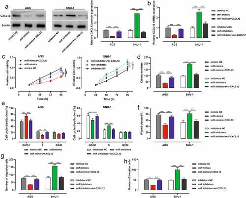 Figure 5. Effects of miR-200b-3p and CXCL12 on proliferation, migration and invasion and cell cycle of GC cells.