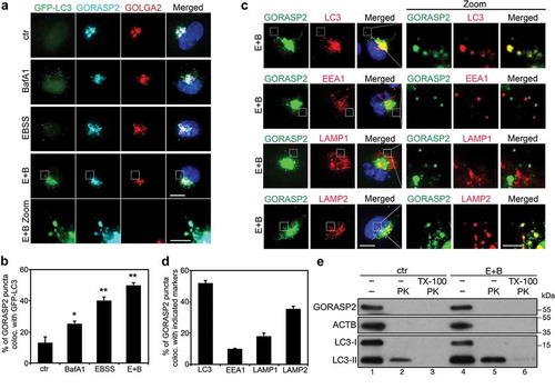 Figure 3. GORASP2 is localized to autophagosomes and lysosomes upon starvation. (a) GORASP2 colocalizes with GFP-LC3 upon starvation. GFP-LC3 HeLa cells were treated with growth medium (ctr), BafA1, EBSS or EBSS and 400 nM BafA1 (E + B) for 4 h, stained for GORASP2, GOLGA2 and DNA. The bottom row shows higher magnifications of the indicated area in the above row. Scale bar: 10 µm in the upper four rows, 3 µm in the bottom row. (b) Quantification of (a) for the percentage of GORASP2 puncta that colocalized with GFP-LC3. (c) GORASP2 colocalizes with LC3 and LAMP2 but not EEA1 or LAMP1 upon starvation. HeLa cells were treated with EBSS and 400 nM BafA1 (E + B) for 4 h, stained for GORASP2, LC3, EEA1, LAMP1, or LAMP2 and DNA as indicated. The three rows on the right are higher magnifications of the boxed area in the three rows on the left. Scale bars: 10 µm in the left rows, 3 µm in the right rows. (d) Quantification of (c) for the percentage of GORASP2 puncta that colocalized with LC3, EEA1, LAMP1 or LAMP2. (e) Western blot of the proteinase K protection assay. HeLa cells were treated with growth medium (ctr) or EBSS and 400 nM BafA1 (E + B) for 4 h, then the collected PNS were equally divided into three tubes, one left untreated, one was incubated with 2.5 μg/ml protease K (PK) only, and one was treated with both PK and 1% TritonX-100 (TX-100) for 10 min.