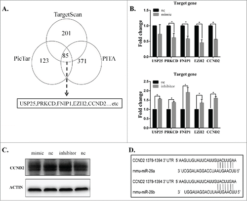 Figure 5. CCND2 is a direct target of miR-26b-5p. (A) Prediction results using 3 bioinformatics algorithms (TargetScan, PicTar and PITA). We identified USP25, PRKCD, FNIP1, EZH2 and CCND2 as potential target genes for further investigation. (B) The mRNA expression of potential target genes was measured by qRT-PCR. The mRNA expression showed a negative correlation between miR-26b-5p and the potential target genes. (C) CCND2 protein expression was analyzed using Western blotting. MiR-26b-5p can regulate the protein levels of CCND2. (D) The schematic representation of the binding sites for miR-26b-5p in the 3’-UTR of CCND2 using TargetScan software.