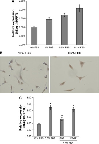 Figure 1 Eag1 (ether à-go-go-1) regulation by epidermal growth factor (EGF) and serum.