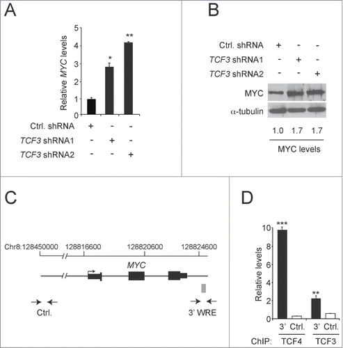 Figure 2. TCF3 represses MYC gene expression. (A) qPCR analysis of cDNAs prepared from HCT116 cells expressing control or TCF3-specific shRNAs. The values presented are normalized to GAPDH levels. (B) Western blot analysis of MYC protein levels in HCT116 cells expressing control or TCF3-specific shRNAs. The blots were reprobed with anti-α-tubulin antibodies to control for equal loading. (C) Diagram of the MYC gene locus. Exons and UTRs are depicted by black rectangles with an arrow marking the major transcription start site. The gray box marks the position of the MYC 3′ WRE. Opposed arrows indicate the positions of the PCR primers used for the chromatin immunoprecipitation (ChIP) assays depicted in D. The control region maps approximately 290-kb upstream from the MYC transcription start site. (D) qPCR analysis of DNA fragments precipitated using TCF4- or TCF3-specific antibodies in ChIP assays conducted in HCT116 cells. All experiments were repeated at least 3 times and error bars are ± SEM (*P < 0.05, **P < 0.01, ***P < 0.001).