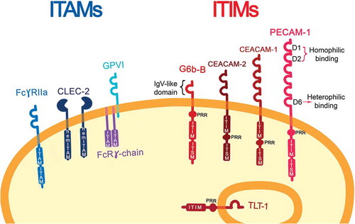 Figure 1. ITAM- and ITIM-bearing receptors on resting platelets. Immunoreceptor tyrosine-based activation motif (ITAM)-bearing platelet receptors are represented on the left together with the hemITAM receptor, CLEC-2. On the right, immune-receptor tyrosine-based inhibitory-motif (ITIM)-bearing platelet receptors are shown with their characteristic features: IgV-like domains, one in the case of G6b-B and six on PECAM-1; a transmembrane domain (TMD), a proline-rich region (PRR), an immune-receptor tyrosine-based inhibitory-motif (ITIM), and an immune-receptor immunoreceptor tyrosine-based switch-motif (ITSM). On PECAM-1 D1 and D2 are implicated for homophilic interaction, meanwhile, D6 for heterophilic binding