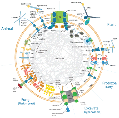 Figure 1. Highlight on functional components of the nuclear envelope across kingdoms. The fundamental units of the LINC complexes which mechanically couple the nucleoskeleton and cytoskeleton are KASH (Klarsicht, ANC-1 and SYNE homology) domain-containing nesprins and SUN (Sad-1 and UNC-84) domain-containing proteins. Although functionally conserved, most of those components identified in metazoans do not have sequence homologues across kingdoms. With the exception of SUN proteins (e.g., SUN1, SUN2 and SUN3), KASH proteins (e.g. WIP, WIT) present no homology with their animal functional equivalent (e.g., Nesprin, ANC-1, Klarsicht, UNC-83, KASH5 or MSP-300). Similarly, most of the inner nuclear envelope proteins gathered in the LEM2-emerin-MAN1 (LEM) domain protein family, do not yet have functional equivalent in plant. The LEM domain proteins share an ability to bind lamins and tether repressive chromatin at the nuclear periphery. These have homologues in Dictyostelium discoideum (Src1) and yeast (Heh1, Heh2 and Ima1) which in the absence of lamins, play a role in nuclear stiffening through chromatin tethering to the INM. The functional lamin-like proteins in plant are the nuclear matrix constituent proteins (NMCPs) also called crowded nuclei (CRWN) in Arabidopsis, while NE81 has been identified in protozoa. SUN1 and SUN2 bind CRWN1, whereas NMCP1 has several putative interactors including ARP7. In M. truncatula, the ion channel complex DMI1-CNGC15 which localize to both inner nuclear membrane (INM) and outer nuclear membrane (ONM), are required for symbiotic factor induced nuclear localized calcium release. At the nuclear pore complex (NPC), plant-specific FG-repeat nucleoporin, NUP136 and NUP82, have been identified. While the trypanosome NPC is predominantly symmetric, the yeast NPC is comparatively less so.