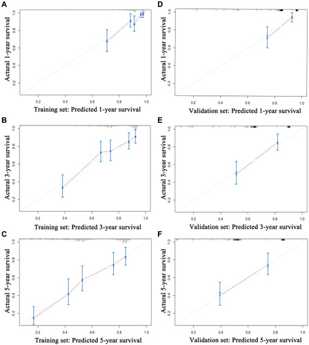 Figure 4 Calibration curves for predicting the overall survival rate by nomogram scoring system in the training and validation cohorts. Calibration curves of the prognostic nomogram for (A) 1-year overall survival, (B) 3-year overall survival, and (C) 5-year overall survival in the training set, and calibration curves for (D) 1-year overall survival, (E) 3-year overall survival, and (F) 5-year overall survival in the validation set.