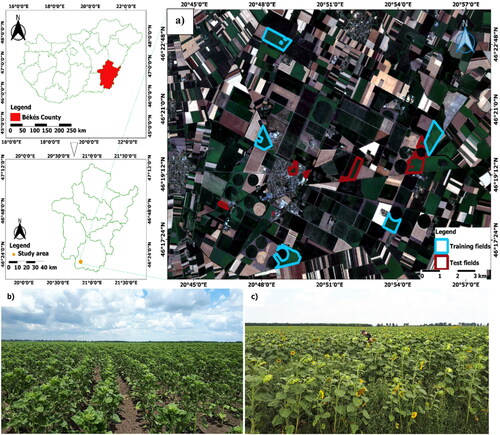 Figure 1. Study area. (a) The areas highlighted with red colour indicate training fields and the blue colour represented test fields. (Natural colour composite from Sentinel-2 imagery; bands: RGB (4, 3, 2): acquisition date: 13th July 2021). Pictures showing the growing stage of the sunflower plant according to the dates on (b) 14 June and (c) July 30, 2021, in the field.