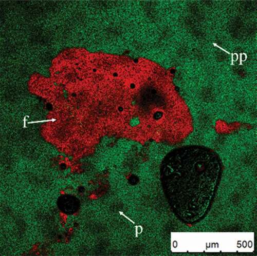 Figure 12. CSLM-micrograph of butter granule after whipping. Red or green signals in plasma phase (pp) represent fat (f) or protein(p), respectively.