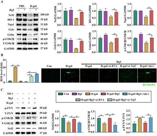 Figure 5. Akt/GSK3β/NRF2 signaling is responsible for Rg1-mediated protective effects on oxidative damage. A Western blots and quantitative results (n =3). B Representative images of DCFH-DA detection staining and quantitative results. C Representative Western blots and quantitative results (n = 3). Data are represented as the mean ± S.D. (*P < 0.05; one-way ANOVA).