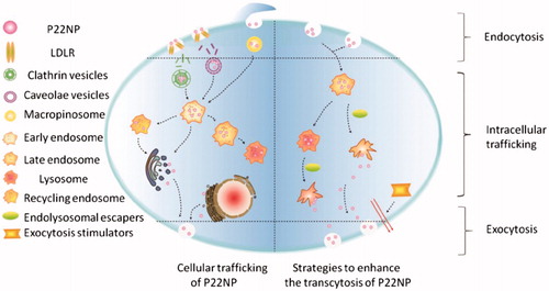 Figure 4. Putative pathways for endolysosomal escape and exocytosis of P22NPs in Caco-2 cells. The addition of hemagglutinin-2 and metformin led to an increase in endolysosomal escape and exocytosis of nanoparticles, overall resulting in an increase in transcytosis. The black arrows represent the pathways that were demonstrated by the authors (Cui et al., Citation2018). Reproduced from Y. Cui, W. Shan, R. Zhou, M. Liu, L. Wu, Q. Guo, Y. Zheng, J. Wu, Y. Huang, The combination of endolysosomal escape and basolateral stimulation to overcome the difficulties of ‘easy uptake hard transcytosis’ of ligand-modified nanoparticles in oral drug delivery, Nanoscale (2018) with permission of The Royal Society of Chemistry.