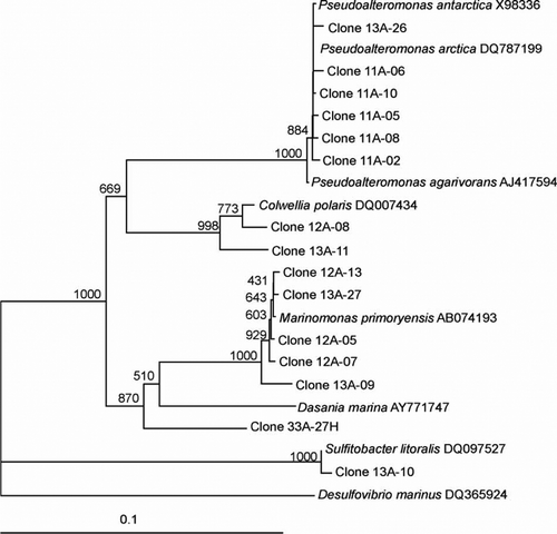 Figure 1  Dendrogram (majority rule consensus tree) depicting the phylogenetic position of the Antarctic clones within the α-proteobacteria and γ-proteobacteria. Escherichia coli positions analysed, 135–1392. Total number of bases analysed, 1212. Out-group is Desulfovibrio marinus. Bootstrap values at each node that are higher than 400 out of 1000 are shown.