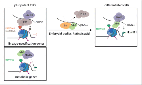 Figure 1. Proposed model. In pluripotent ESCs, while developmental genes are co-regulated by PRC1 and Mediator complexes, the Mediator-Cdk8 module regulates metabolic genes. During ESCs differentiation, Zrf1 is associated with Cdk8, and displaces Ring1b from the ncRNA Dlx1as, permitting Hoxd11 expression by Mediator-Cdk8.