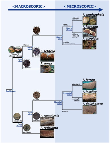 Figure 6. Taxonomic key for 10 Korean Fuscoporia species. The branch length does not indicate the genetic distance between species. Four recorded species not supported with sequence evidence (F. contigua, F. ferruginosa, F. gilva, and F. viticola) were excluded.