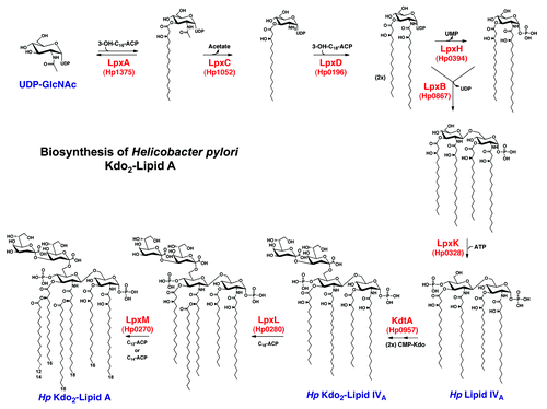 Figure 2. The Raetz pathway of lipid A biosynthesis in H. pylori. H. pylori synthesizes a bis-phosphorylated hexa-acylated lipid A via the conserved nine-step Raetz pathway using eight homologs of E. coli enzymes, and one enzyme (Hp0270) that is genetically distinct from its E. coli counterpart. The final product of this pathway, shown at the bottom left, is heavily modified during transport to the outer membrane.