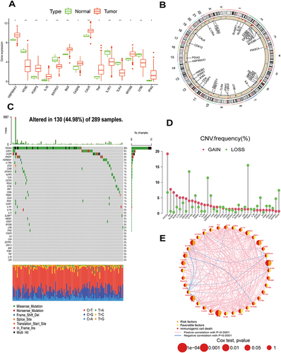 Figure 2 Genetic and variant expression of immunogenic death-related genes (IRG). (A) Differences in IRG expression in normal and cervical cancer (CC) tissue samples (*p < 0.05 and **p < 0.01). (B) IRG copy number variants (CNVs) localized on 23 chromosomes. (C) IRG mutation frequencies in 289 CC patients, with different colors corresponding to mutation types at the bottom of the graph. (D) IRG CNV frequencies in CC samples. (E) IRG interaction in CC samples.