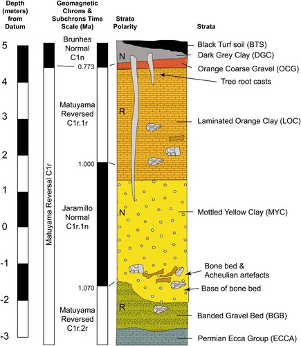 Figure 4. Stratigraphic sequence at Cornelia-Uitzoek, showing palaeomagnetic chronology and the position of artefacts and fossils. Reproduced from Bousman et al. (Citation2023b: Figure 2) with permission from Springer Nature.