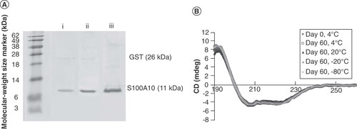 Figure 2. (A) S100A10 purification on 17% SDS-PAGE: i) after a buffer-exchange with PreScission protease (PSP) cleavage buffer, then with a second GST affinity chromatography, and a third GST affinity chromatography, ii) after a buffer-exchange with PSP cleavage buffer, then with a second GST affinity chromatography, and a third ion-exchange chromatography, or iii) after a buffer-exchange and a second GST affinity chromatography. (B) Analysis of stability: circular dichroism spectra of S100A10 stored at different temperatures for 60 days compared with spectra at 4°C on day 0.