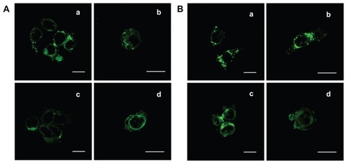 Figure 5 Confocal microscopic images of (A) Caco-2 cells and (B) HT-29 cells incubating with DMAB-modified C6-loaded nanoparticles of (a) 100 nm and (c) 50 nm for 4 hours at the concentration of 500 μg/mL, at 37°C. The close-ups of entrapped fluorescent nanoparticles (green) could be observed directly in the right panels [(b) and (d)].Note: Scale bars = 20 μm.Abbreviations: DMAB, didodecyl dimethylammonium bromide; C6, coumarin-6.