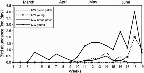 Figure 3. Weekly abundance of females with vascularized brood patches and young individuals of Moustached (MW) and Reed (RW) Warblers during the 2012 breeding season.