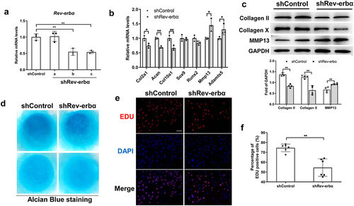 Figure 5. Knock-down Rev-erbα inhibited proliferation and differentiation of chondrocyte. (a) Primary chondrocyte was extracted from rib cartilage of <3-day-old mice. RT-qPCR analysis for the mRNA expression of Rev-erbα in primary chondrocyte infected with lentivirus-expressing control or shRNA Rev-erbα (n = 3). (b) RT-qPCR analysis for the mRNA expression of Col2a1, Col10a1, Runx2, Sox9, Adamts5 and Mmp13 in control and Rev-erbα shRNA chondrocyte (n = 3). (c) Western blot for the expression of Collagen II, Collagen X and MMP13 in control and Rev-erbα shRNA chondrocyte. Quantification is shown on the right using ImageJ software (n = 4). (d) Chondrocyte micro-masses were cultured in DMEM with 10% FBS for 6 days and were performed to alcian blue staining. The representative images of alcian blue of control and Rev-erbα shRNA micro-masses. (e) Edu was incorporated in the culture medium for 4 hours. Immunofluorescence analysis of Edu in control and Rev-erbα shRNA chondrocyte. Scale bars:100 μm. (f) Quantification of Edu-positive cells (red) in control and Rev-erbα shRNA chondrocyte (n = 6). Scale bars:100 μm. Data are presented as mean ± SD (Student t test; *P < 0.05, **P < 0.01).