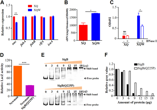 Fig. 7 SigB(Q225P) mutation promotes biofilm formation of S. aureus via direct downregulation of nuc expression.a RT-qPCR detection of the expression level of nuc, fnbA, fnbB, clfA, and icaA genes in XQ and XQW. Only the nuc expression was reduced in XQW strain. **P < 0.01. b eDNA was extracted and determined. XQW biofilms contained more eDNA than XQ. *P < 0.05. c DNase I treatment experiment. The biofilm formation in XQW was significantly reduced after co-incubation with DNase I compared with Tris buffer (20 mM, pH 7.5), whereas biofilm formation in XQ was not changed. *P < 0.05. d β-galactosidase assay. The pOS1-nuc promoter-LacZ reporter plasmid was transformed into Newman and Newman-SigB(Q225P), respectively. The LacZ activity was detected and represented as mean ± SD (n = 3). ***P < 0.001. e EMSA. Interaction between nuc gene promoter and SigB or SigB(Q225P) proteins was detected. The amount of free DNA probes and the shift bands were arrow-indicated. f Evaluation of gray value of the free probe in each lane using ImageJ software. The value of free probe in first lane (0 μg protein) was adjusted to 1.0, and the relative gray values in other lanes were calculated and indicated