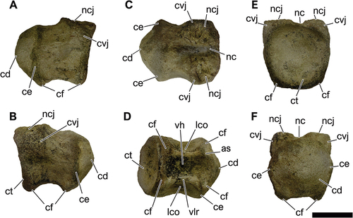 Figure 13. NHM-PV R.2129(a), isolated middle caudal centrum with lithostrotian affinities from the Hauterivian–Barremian Pojuca Formation at Itacaranha (Locality 5). A, right lateral; B, left lateral; C, dorsal; D, ventral; E, anterior; F, posterior views. Anatomical abbreviations: cd, condyle; ce, condylar edge; cf, chevron facet; ct, cotyle; cvj, costovertebral joint; lco, lateral concavity; nc, neural canal; ncj, neurocentral joint; vh, ventral hollow; vlr, ventrolateral ridge. Scale bar = 100 mm.