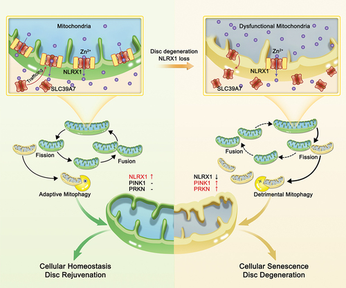 Figure 9. Schematic depicting the molecular mechanism through which NLRX1-SLC39A7 facilitates intervertebral disc rejuvenation via orchestrating mitochondrial dynamics and mitophagy. NLRX1 recruits zinc transporter SLC39A7 to mitochondrial membrane in order to maintain mitochondrial zinc homeostasis, that is essential for selective segregation of damaged mitochondria during mitochondrial dynamics and subsequent degradation by mitophagy. The coordinated network of mitochondrial dynamics and mitophagy is essential for mitochondrial homeostasis and disc rejuvenation. Conversely, IDD progression is characterized by decreased expression of NLRX1 in NP cells, which results in SLC39A7 loss and aberrant zinc accumulation in mitochondria. Consequently, excessive mitochondrial fission and mitophagy aggravate NP cell senescence and IDD progression.