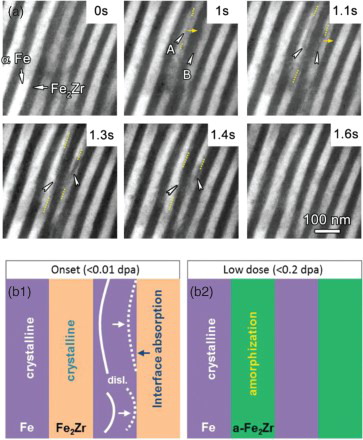 Figure 3. Defect annihilation by layer interface and amorphization of the Fe2Zr phase in nanolaminates. (a)In situ snapshots of dislocation absorption by the Fe/Fe2Zr layer interface at a dose of about 0.01 dpa (over less than 2 s). At 1 s, a dislocation formed in the α-Fe layer A and started to evolve and migrate towards the right layer interface, as indicated by the small arrow. The dotted lines mark the ends of the dislocation lines and the small arrows indicate the migration direction. At 1.1 s, the dislocation in layer A became longer and another dislocation line was formed in Fe layer B. The two dislocations continued to migrate rightwards at 1.2 and 1.3 s and were absorbed by layer interface at 1.4 s. By 0.2 dpa, Fe2Zr became nearly amorphous. See Figure S5, Supplementary Videos 1 and 2 for more details. (b) Schematics of the ‘interface-assisted annihilation’ mechanism demonstrating the absorption of dislocations by layer interfaces and amorphization of Fe2Zr at low irradiation dose.