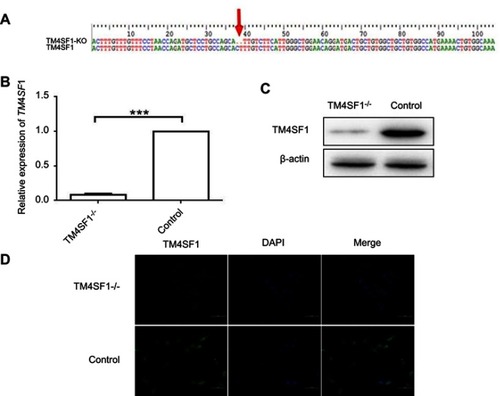 Figure 3 Generation of TM4SF1-knockout MDA-MB-231 cells.Notes: (A) Sanger sequencing of TM4SF1 gene in the knockout MDA-MB-231 cells. Two bases of nucleic acid were deleted of coding sequence resulting in frameshift mutation. (B) The mRNA expression of TM4SF1 was detected by real-time PCR in the knockout MDA-MB-231 cells. (C) Western blotting analysis of TM4SF1 expression in (B). β-actin served as the internal control. (D) Immunostaining of TM4SF1 in the knockout MDA-MB-231 cells. DAPI was used to stain nuclei. ***P<0.001.Abbreviations: TM4SF1, transmembrane 4 L6 family member 1; KO, knockout; DAPI, 4′,6-diamidino-2-phenylindole.