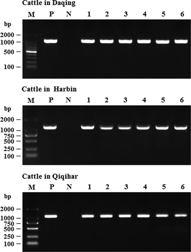 Figure 4. Diagnostic RT-PCR targeting N gene of BRSV was performed on lung samples (from the diseased cattle collected on each farm) that were BRSV positive according to next-generation sequencing. M: DNA molecular weight markers, P: positive control, and N: negative control