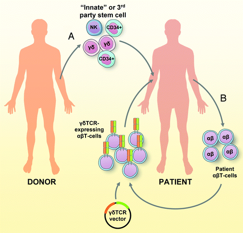 Figure 1. Antitumor strategies based on γδ T cells. (A) The cell preparation for an “innate allogenic stem cell transplantation” (allo-SCT) from conventional or third party donors may selectively contain or be enriched for γδ T cells to provide anti-cytomegalovirus (CMV) and antitumor protection in the absence of graft versus host disease (GVHD). (B) In a complementary “autologous engineered transplantation,” T cells are isolated from cancer patients, expanded and engineered to express γδ TCRs (optimized by combinatorial-γδTCR-chain exchange) ex vivo. Reprogrammed T cells are subsequently re-infused into the patient, where they specifically recognize and kill tumor cells.