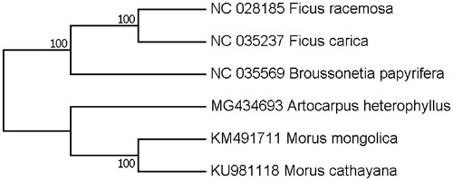 Figure 1. Maximum-likelihood (ML) phylogenetic tree of A. heterophyllus and the other five representative Moraceae species. Number above each node indicates the ML bootstrap support values.