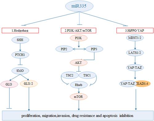 Figure 4 MiR335-related signaling pathways.1, Hedgehog signalling pathway: miR335 inhibites cell growth, and metastasis and drug sensitivity via suppressing Hedgehog pathway. 2, PI3K/AKT/mTOR signaling pathway: miR-335 inhibites cell growth, and metastasis drug sensitivity through suppressing AKT/mTOR signaling pathway. 3. Hippo/YAP signalling pathway: miR335 regulate drug sensitivity and apoptosis through the Hippo pathway.