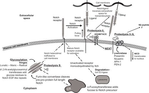 Figure 2 Significant components in the Notch signaling pathway.