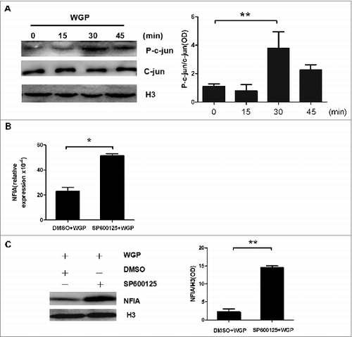 Figure 2. The attenuated expression of NFIA in G-MDSCs induced by WGP is c-jun molecule dependent. (A) G-MDSCs sorted from splenocytes of tumor-bearing mice were treated with or without WGP (100 μg/mL) for indicated times. Protein gel blot analysis developed with anti-phospho-c-jun antibody and anti-c-jun antibody, histone 3 served as a loading control. The amount of phospho-c-jun protein was calculated by gray scanning. (B, C) G-MDSCs sorted from splenocytes of tumor-bearing mice were pretreated with SP600125 (20 μmol/mL) which is the inhibitor of the phosphorylation of c-jun or DMSO at 37°Cfor 1 h and then stimulated with 100 μg/mL WGP. After 24 h/48 h stimulation, cells were collected. (B) The NFIA mRNA expression in collected G-MDSCs was detected by qRT-PCR. (C) Protein gel blot detection of NFIA protein in G-MDSCs. The amount of NFIA protein was calculated by gray scanning. **p < 0.01, *p < 0.05.